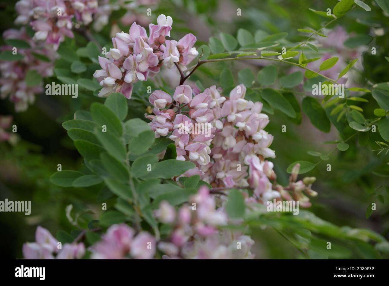 Rosa blühende Robinia hispida. Ast mit Blättern und Blüten von Rosenakazien. Rosa Blumensträuße aus Moss-Johannisbrot in voller Blüte Stockfoto