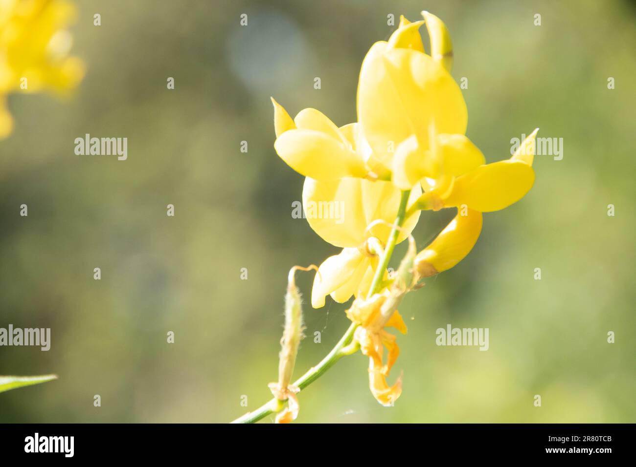Schottischer Besen, leuchtend gelbe Blume, die im Frühling blüht Stockfoto