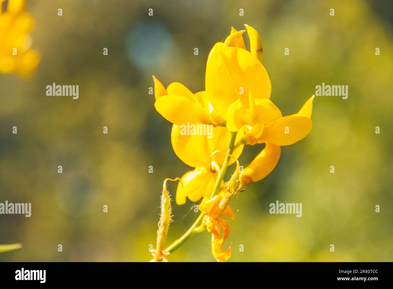 Schottischer Besen, leuchtend gelbe Blume, die im Frühling blüht Stockfoto