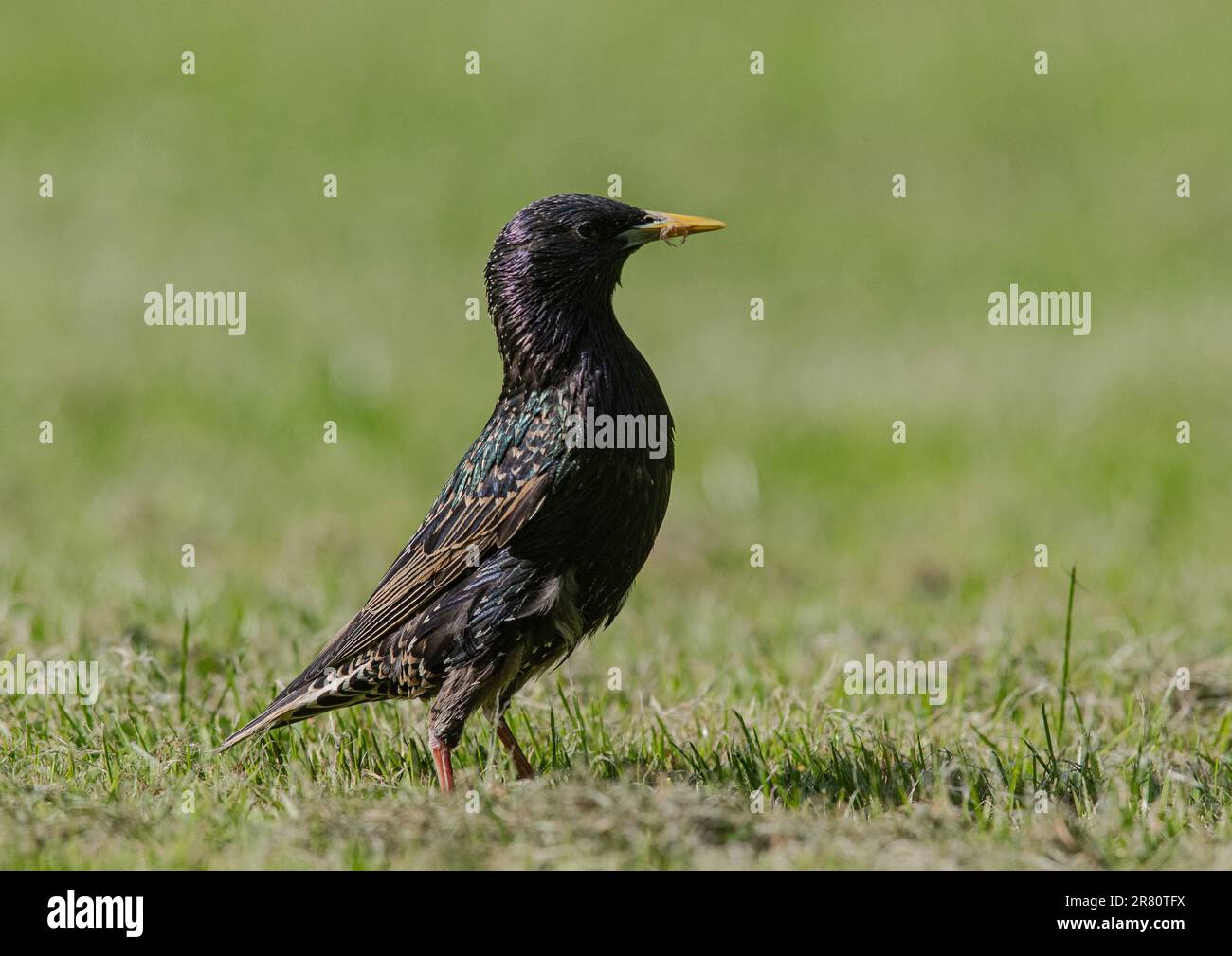 Ein erwachsener Starling (Sturnus vulgaris) sammelt eine Spinne für ihre hungrigen Jungtiere in einem Bauerngarten. Essex, Großbritannien Stockfoto