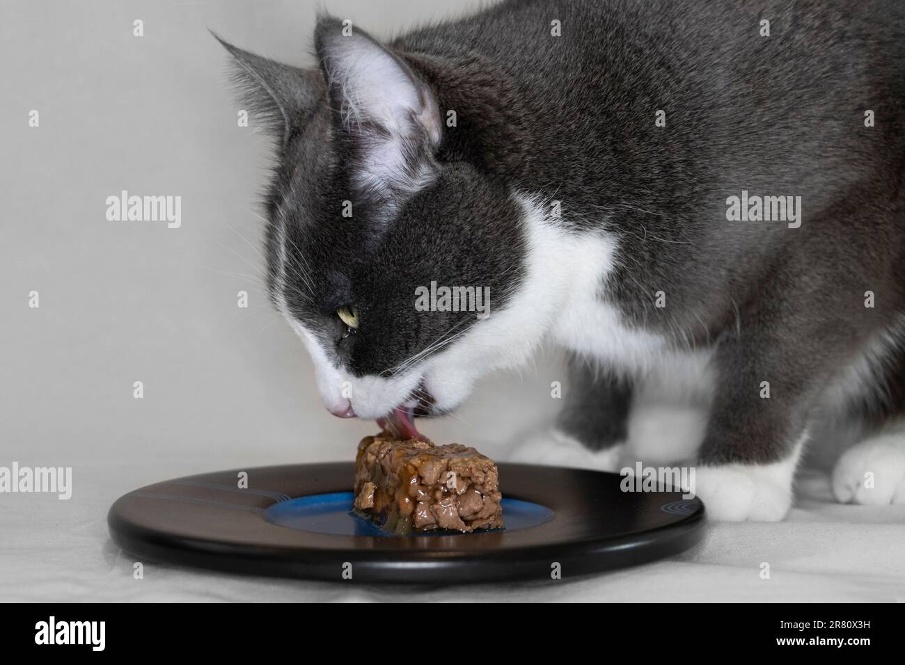 Graue und weiße Katze, die nasses Futter von einem Teller mit hellem Hintergrund isst Stockfoto