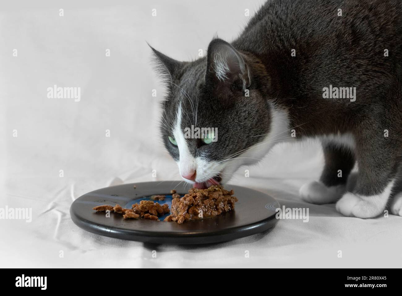 Graue und weiße Katze, die nasses Futter von einem Teller mit hellem Hintergrund isst Stockfoto