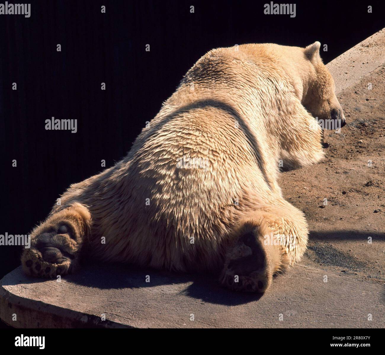 OSO POLAR. LAGE: ZOO-PARQUE ZOOLOGICO. MADRID. SPANIEN. Stockfoto