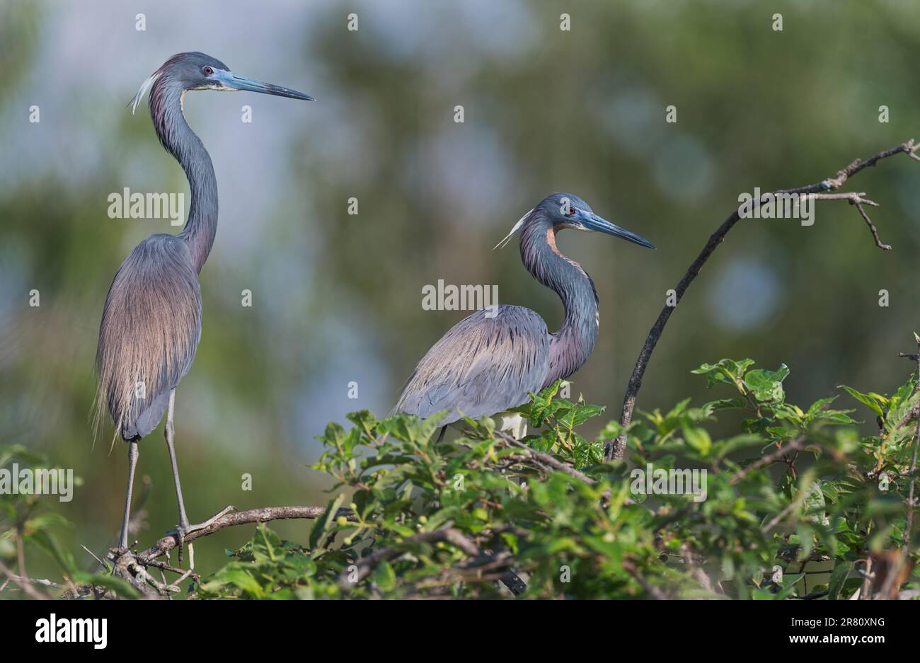 Ein Paar dreifarbige Reiher, die sich im Button Busch am Miler's Lake, Louisiana, posieren Stockfoto