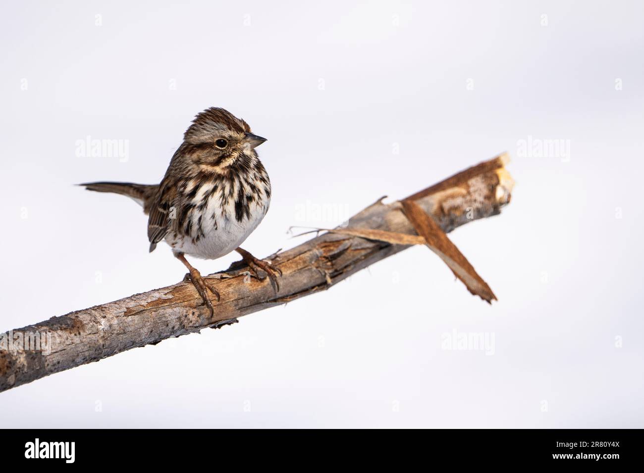 Song Sparrow hockte im Winter in der Nähe der Vogelzucht im Hinterhof von à Stockfoto