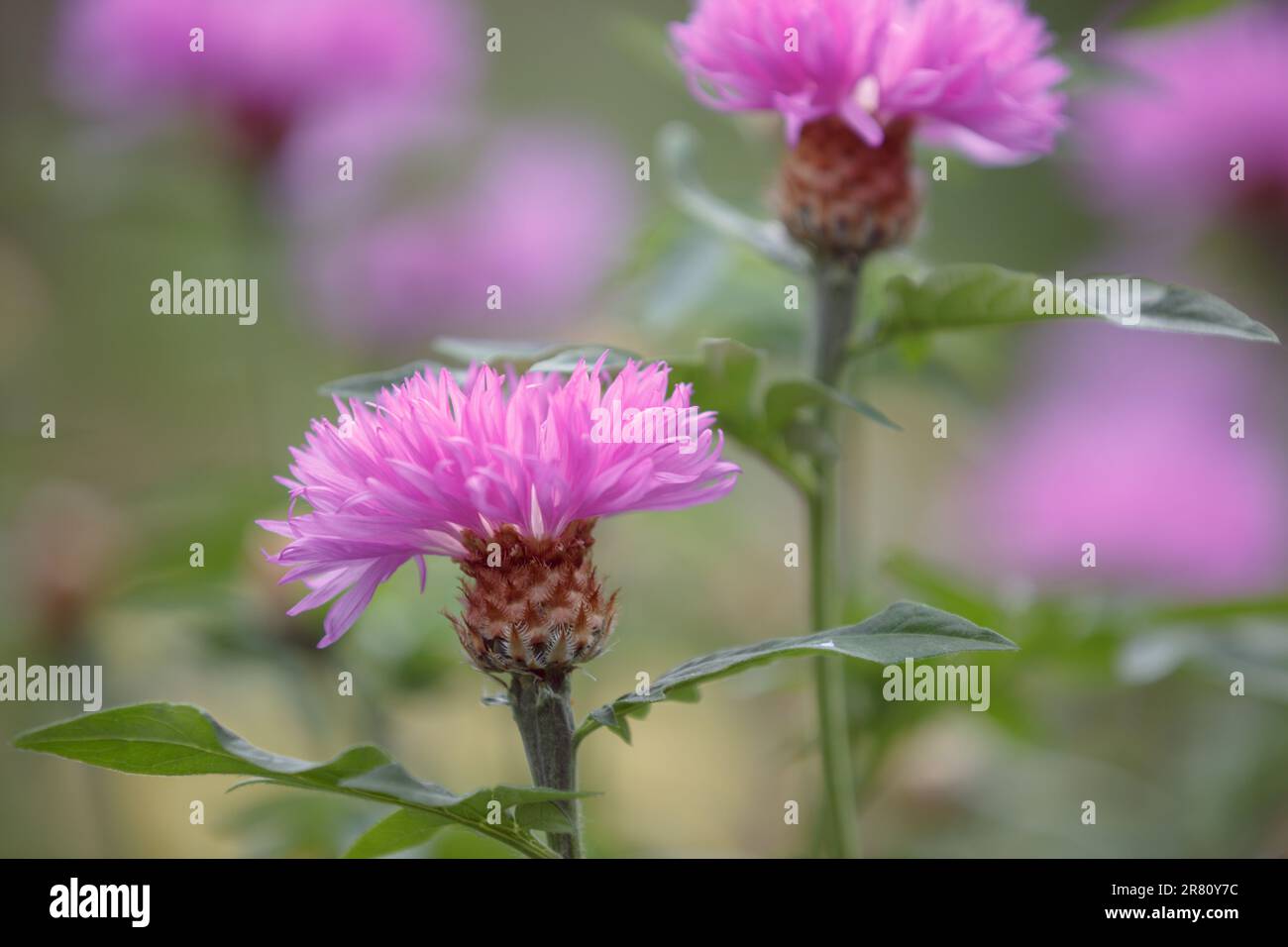 Psephellus. Wunderschöner, leuchtend rosa Psephellus dealbatus. Nahaufnahme einer weißen Kornblume centaurea Dealbata in Blüte Stockfoto