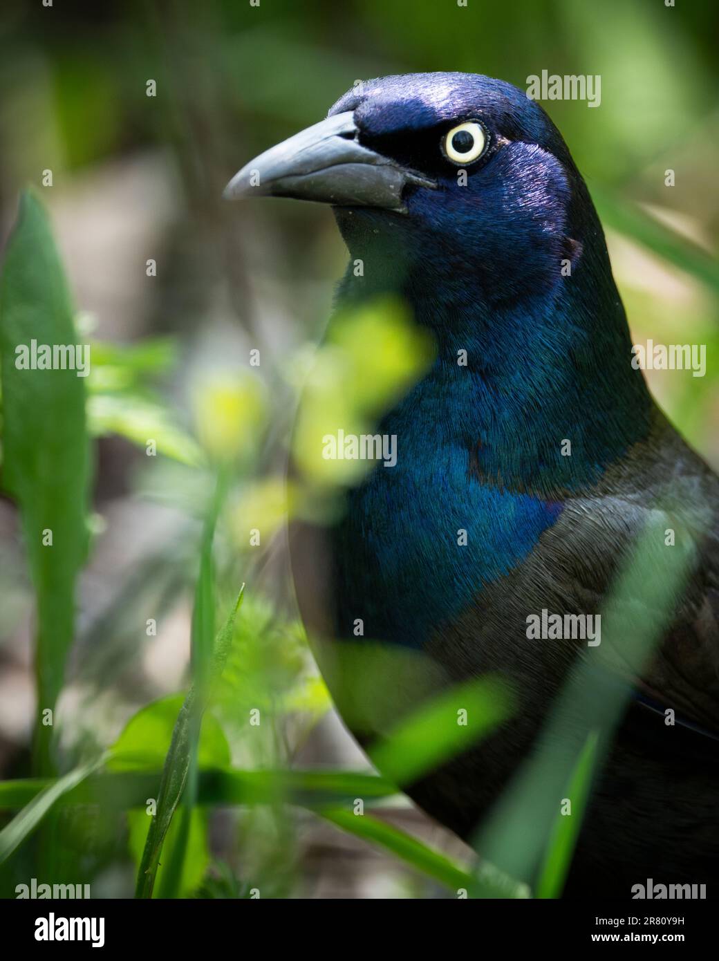 Gewöhnlicher Grabenfresser auf dem Gras Stockfoto