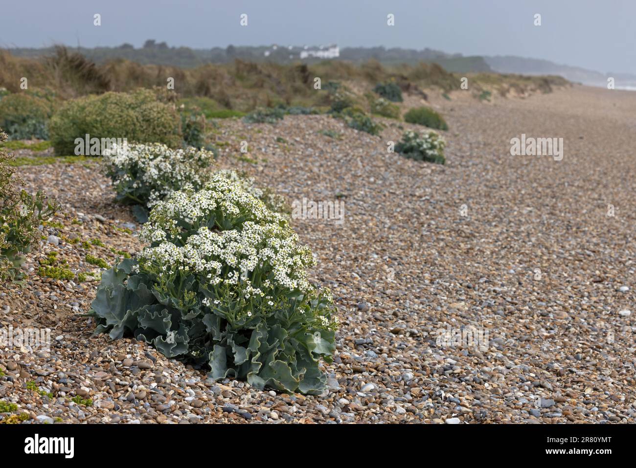 Sea Kale (Crambe maritima) Beach von Minsmere RSPB Suffolk Juni 2023 Stockfoto