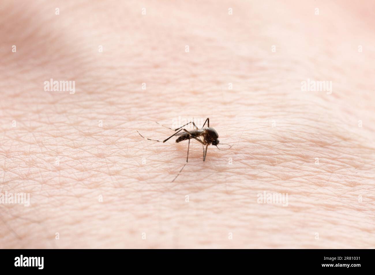 Mückenversuche, menschliche Haut zu beißen, Makro-Nahaufnahme Stockfoto
