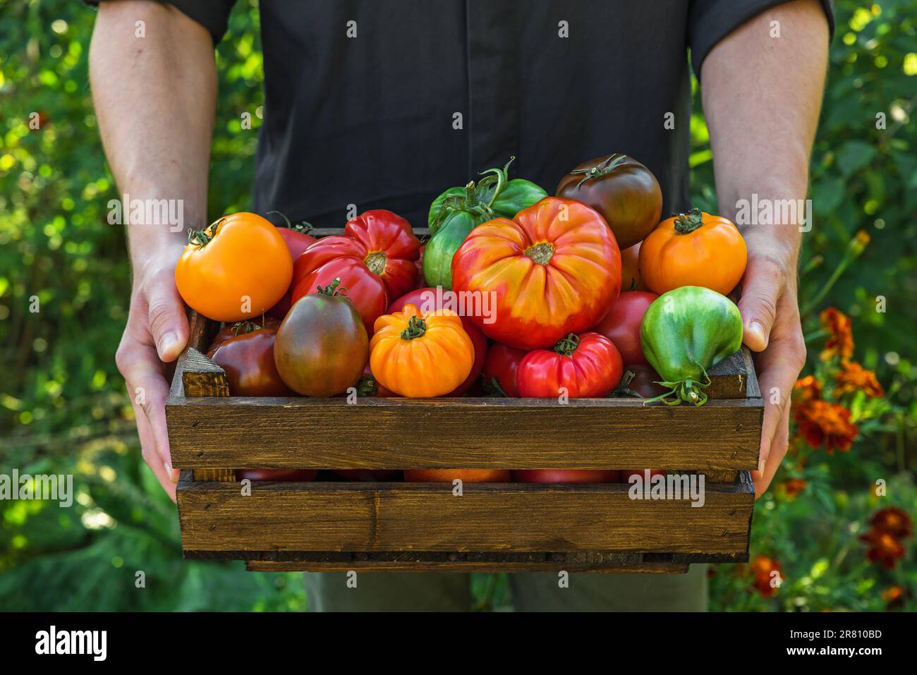 Bio-Gemüse. Agrar- oder Erntekonzept. Frische Bio-Tomaten in Holzkiste in den Händen der Bauern Stockfoto