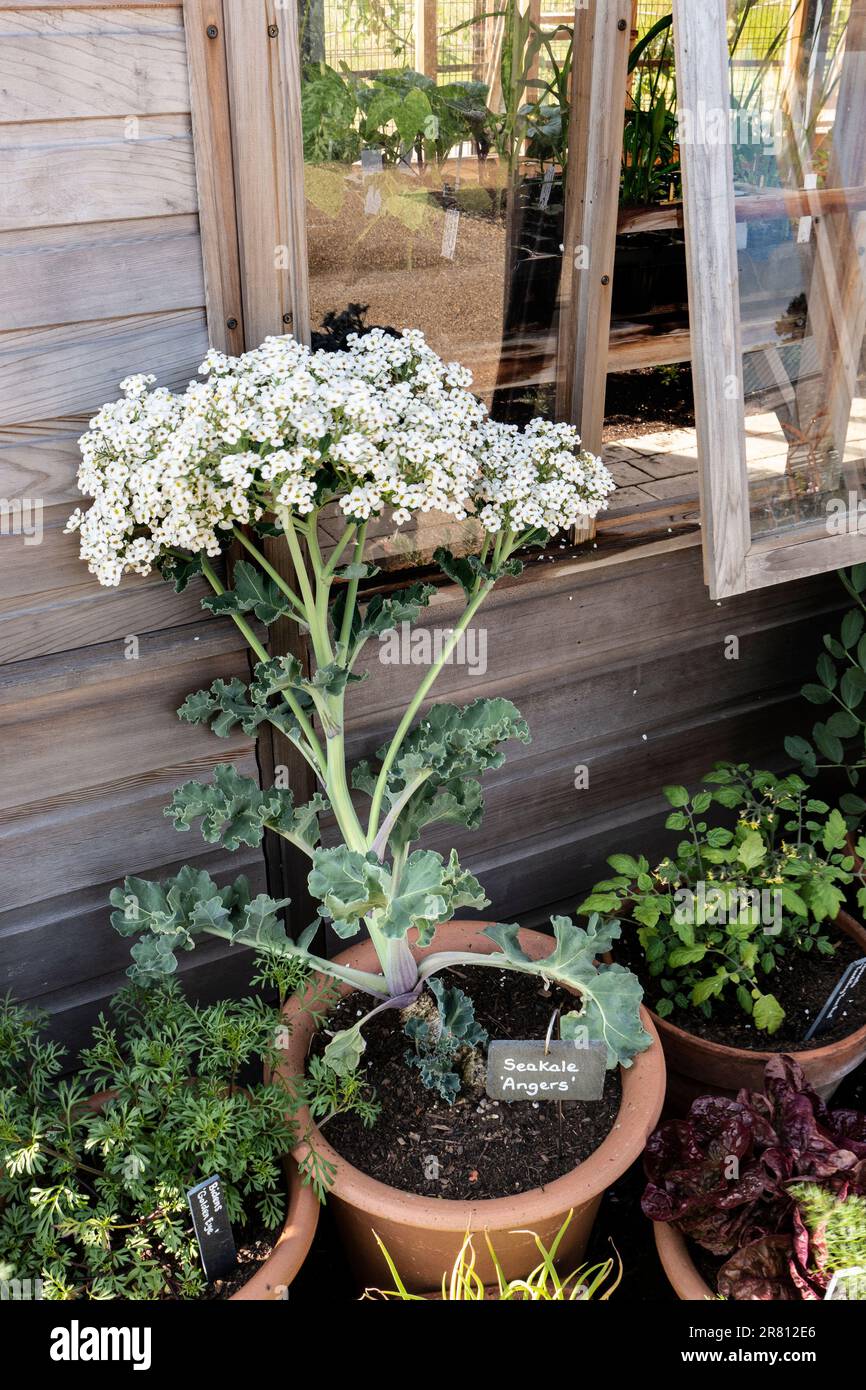 Sea Kale Angers, vor dem traditionellen Holzwächshaus Surrey UK gegossen, als Gemüse angebaut, für die Verwendung blanchiert. Leicht angebautes ganzjähriges Gemüse, GB Stockfoto