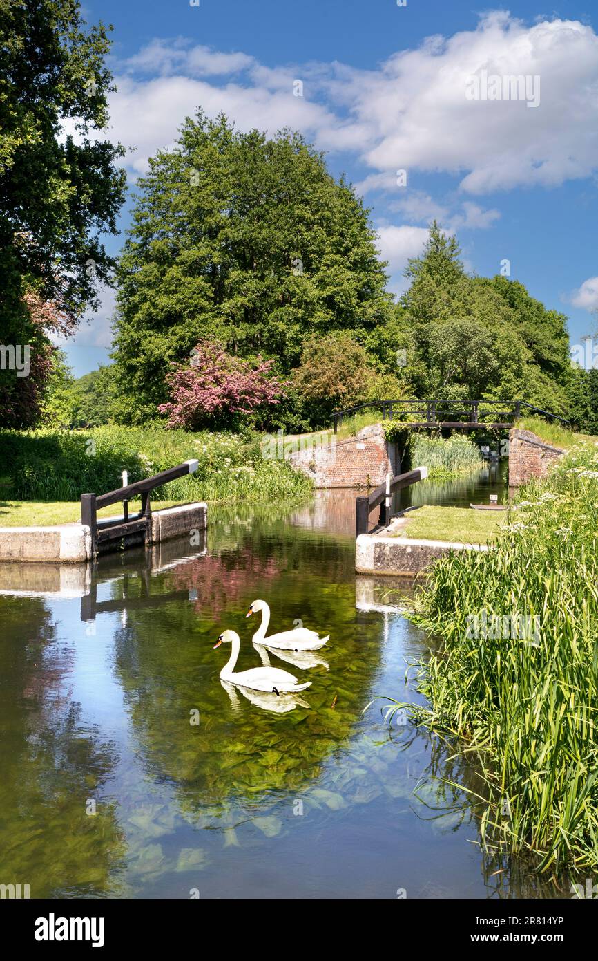 River Wey, Walsham Gates mit zwei stummen Schwanen, die den perfekten Frühlingssommertag abrunden, ruhige Landschaft auf dem River Wey Navigations Surrey UK Stockfoto