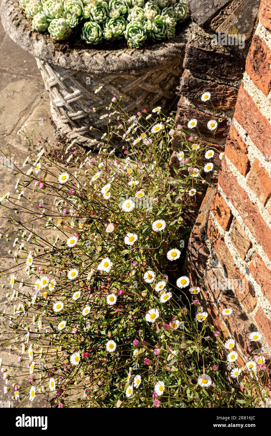Erigerons, angrenzende Ziegelmauern, auch bekannt als Fleaban, niedrig wachsende Klumpen-bildende Pflanzen, die für ihre Gänseblümchen-ähnlichen Blumen gezüchtet werden Erigeron Karvinskianus, Stockfoto