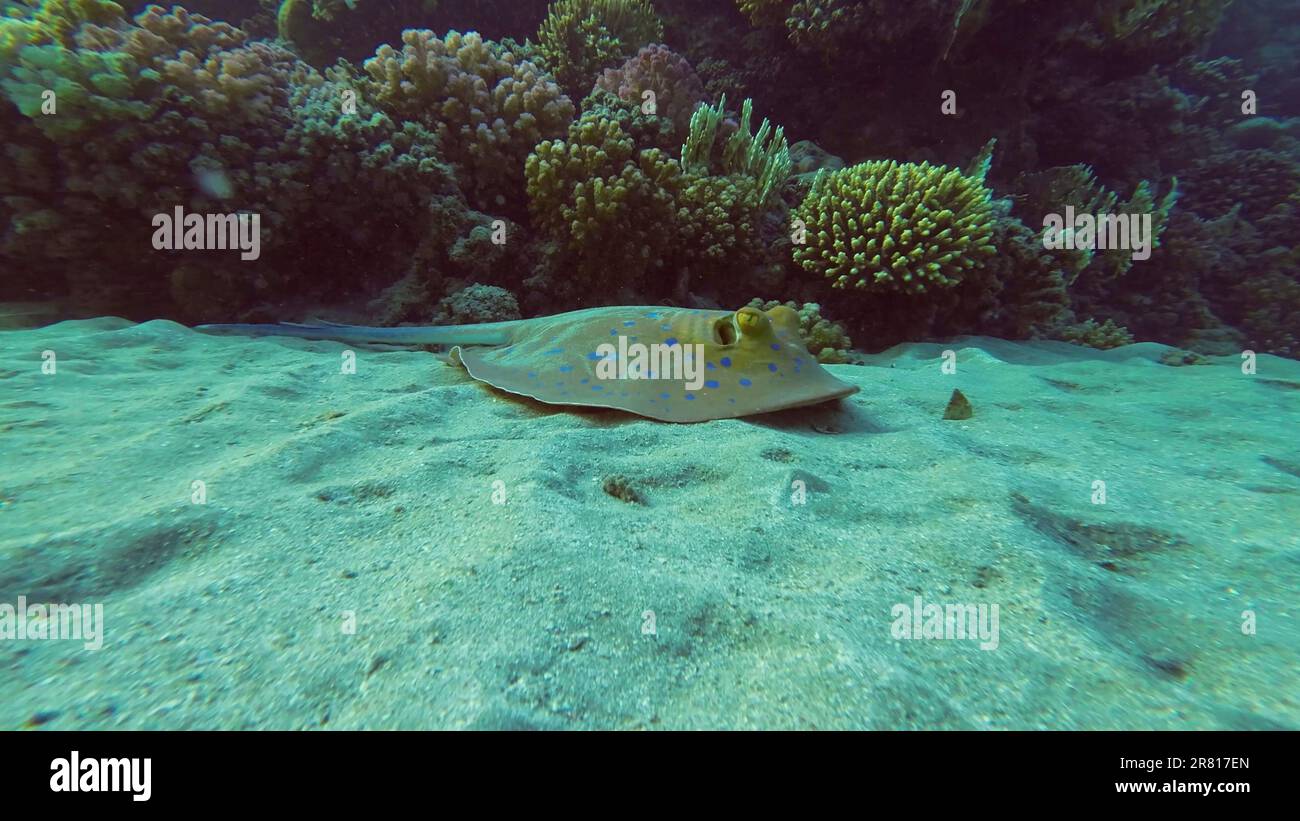 Blauer Stachelrochen oder Blauer Bändchen (Taeniura Lymma) in der Nähe von Korallenriff, Rotes Meer, Ägypten Stockfoto