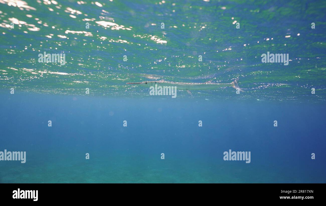 Der Seehecht schwimmt im Morgengrauen unter Sturmwellen. Garfish schwimmt unter der Wasseroberfläche bei Sonnenaufgang in den Wellen, rotes Meer, Ägypten Stockfoto
