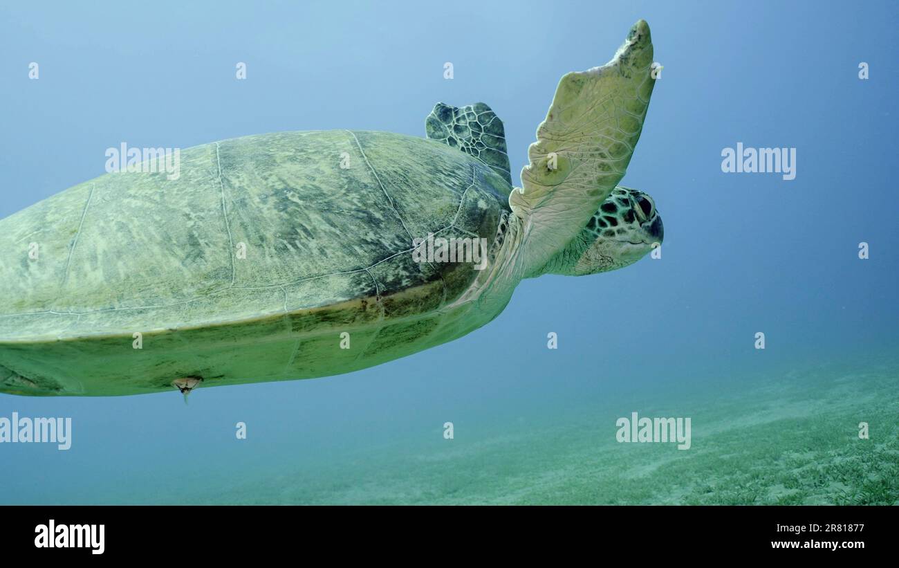 Meeresschildkröte mit Bissspuren an Flossen schwimmt im blauen Wasser. Nahaufnahme der Großen Grünen Meeresschildkröte (Chelonia mydas) mit ihren vorderen Flossen, die von einem Sch abgebissen wurden Stockfoto