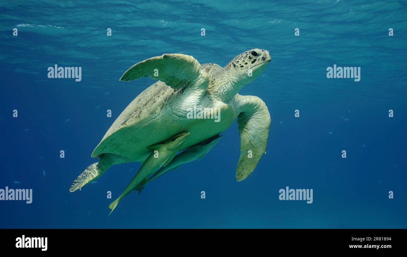 Große grüne Meeresschildkröte (Chelonia mydas), die im blauen Ozean schwimmt, Rotes Meer, Ägypten Stockfoto