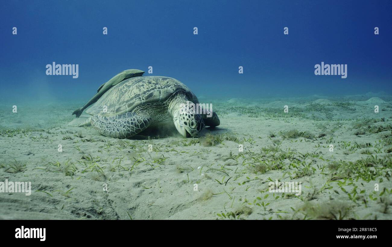 Meeresschildkröten grasen auf dem Meeresboden, Zeitlupe. Große grüne Meeresschildkröte (Chelonia mydas) mit offenem Mund, der grüne Algen auf Seegraswiesen isst Stockfoto