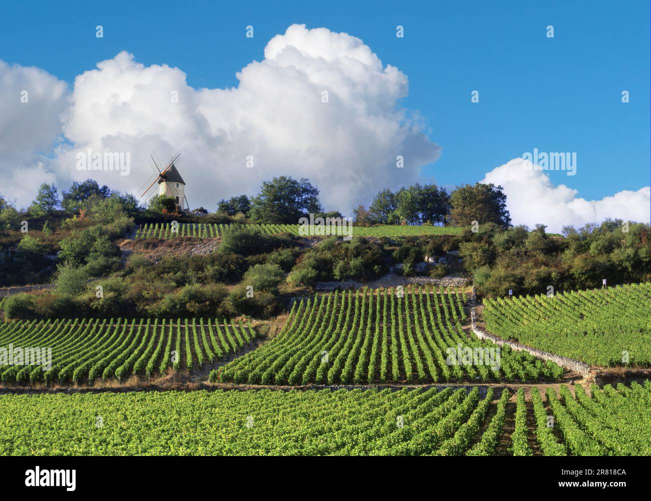 SANTENAY VINEYARD PREMIER CRU Windmill bildet einen Schwerpunkt über dem makellosen Weingut Les Graviéres Santenay Bourgogne Côte d'Or, Frankreich. Stockfoto