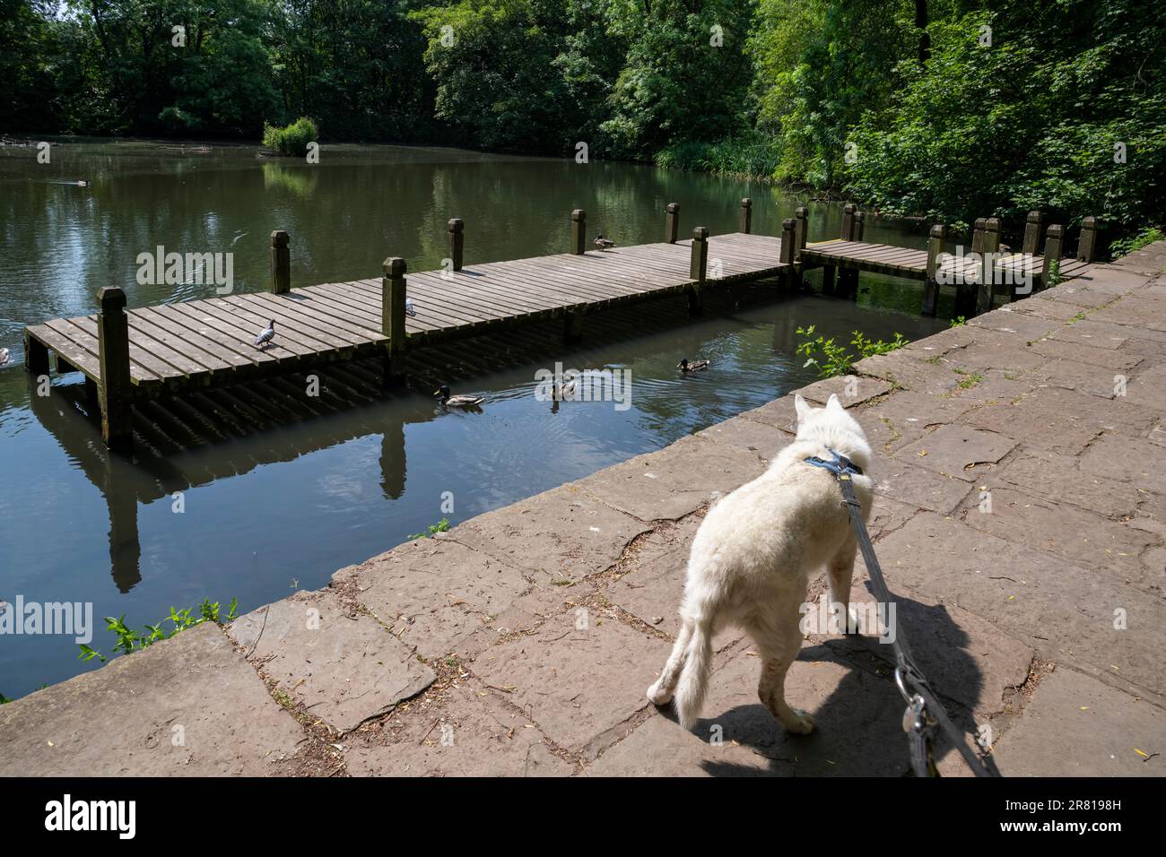Weißer Husky-Hund im Red Vale Country Park, Stockport, Greater Manchester, England. Stockfoto