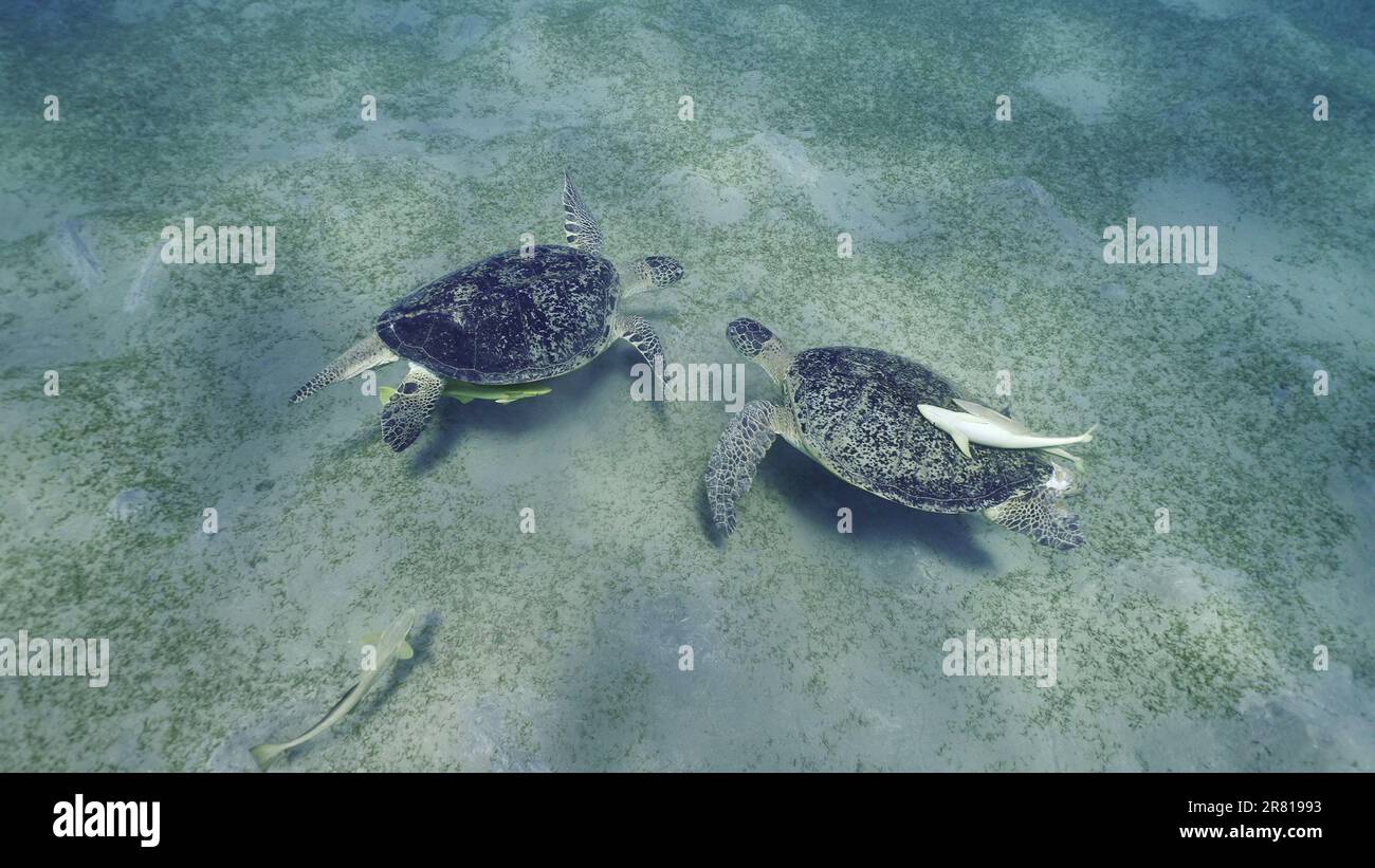 Zwei Männer der Großen Grünen Meeresschildkröte (Chelonia mydas) mit Remorafish auf ihrem Panzer, die ihre Dominanz während des territorialen Streits über Seegrasmead demonstrierten Stockfoto