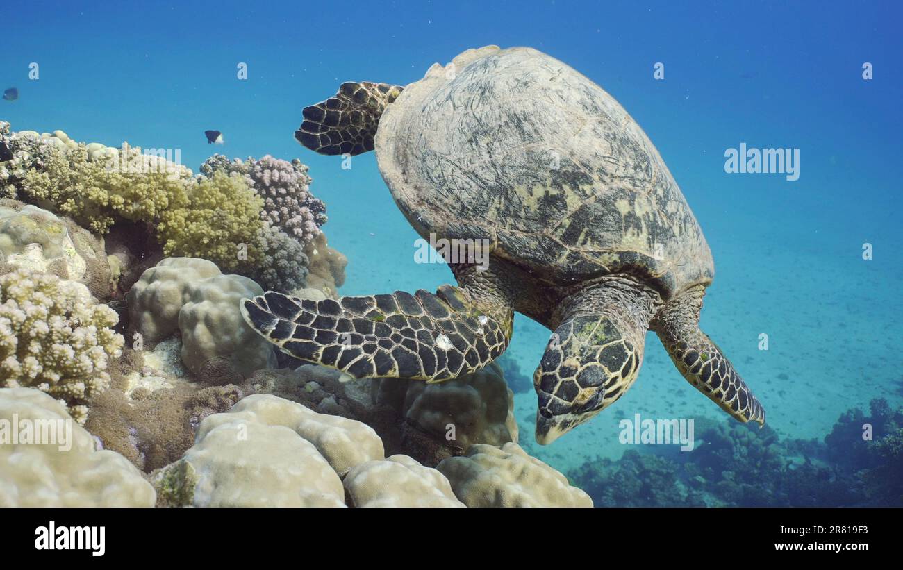 Der Blick von oben auf Hawksbill Sea Turtle oder Bissa (Eretmochelys imbricata) ernährt sich von harten Korallen auf einem wunderschönen tropischen Riff, Rotes Meer, Ägypten Stockfoto