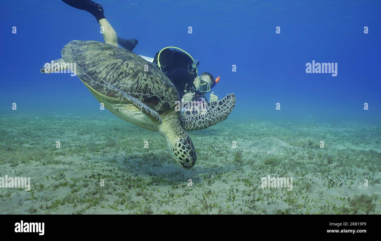 Scubadiver filmt Meeresschildkröte schwimmt bis zum Meeresboden. Männlicher wassermann dreht Video Grüne Meeresschildkröte (Chelonia mydas) Tauchen auf Seegraswiesen, Rotes Meer, z. B. Stockfoto