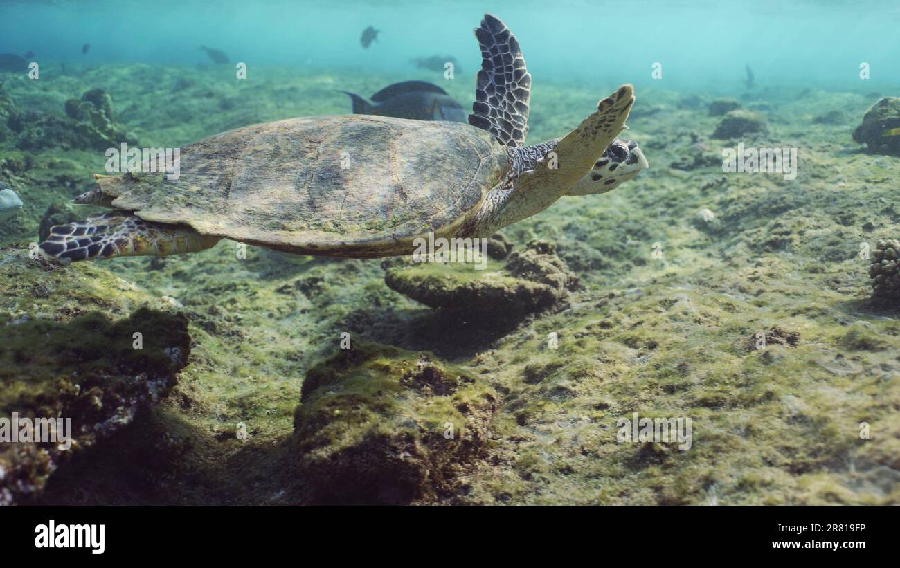 Hawksbill Sea Turtle oder Bissa (Eretmochelys imbricata) Schwimmen begleitet von Rotmeer Clown Chirurgen (Acanthurus sohal) unter den Wellen, Rotes Meer, Stockfoto