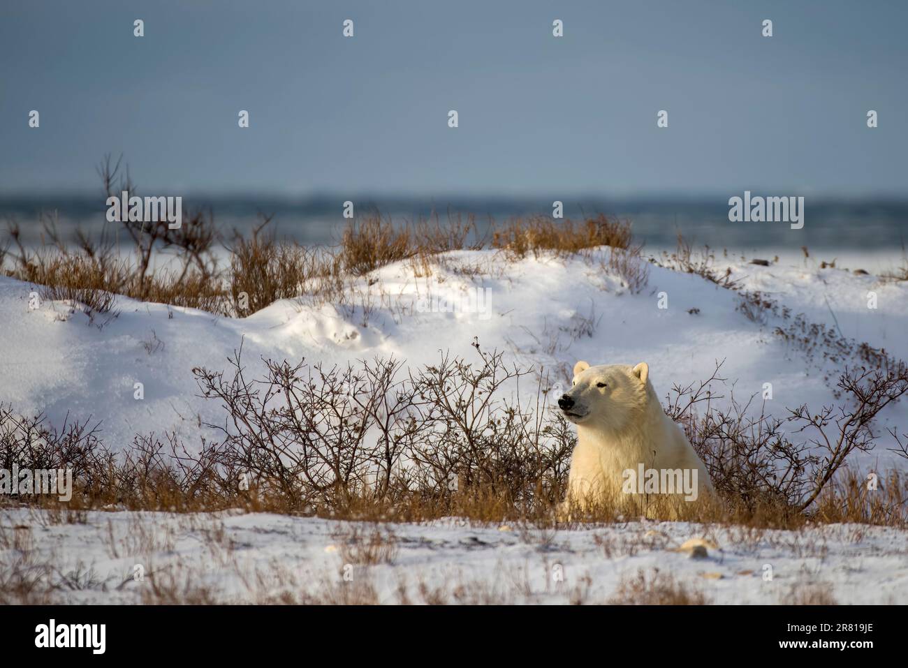 Eisbären aus den Büschen in der späten Sonne, Hudson Bay, Churchill, Manitoba Stockfoto