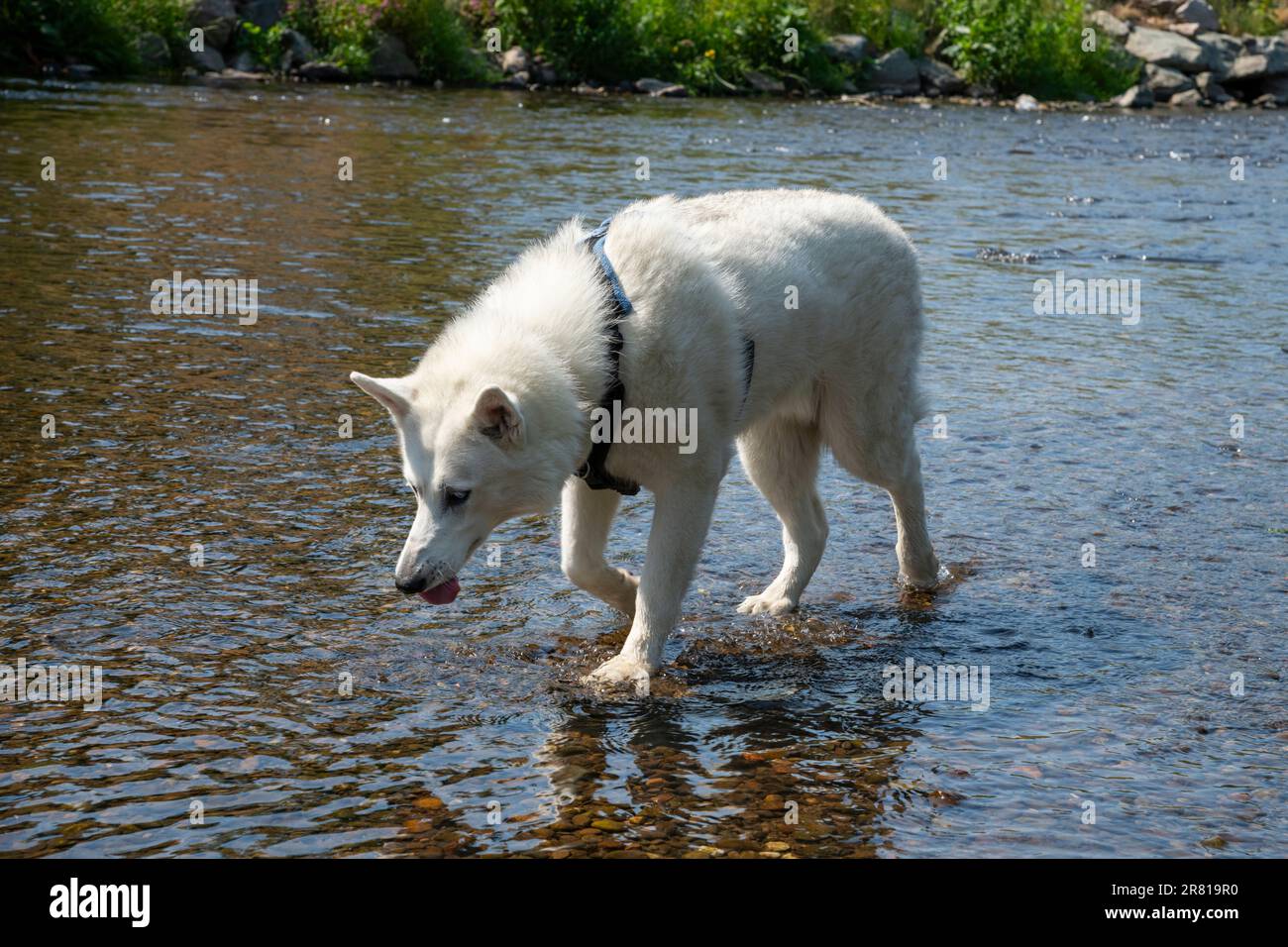 Weißer sibirischer Husky paddelt im River reddish Vale Country Park, Stockport, Greater Manchester, England. Stockfoto