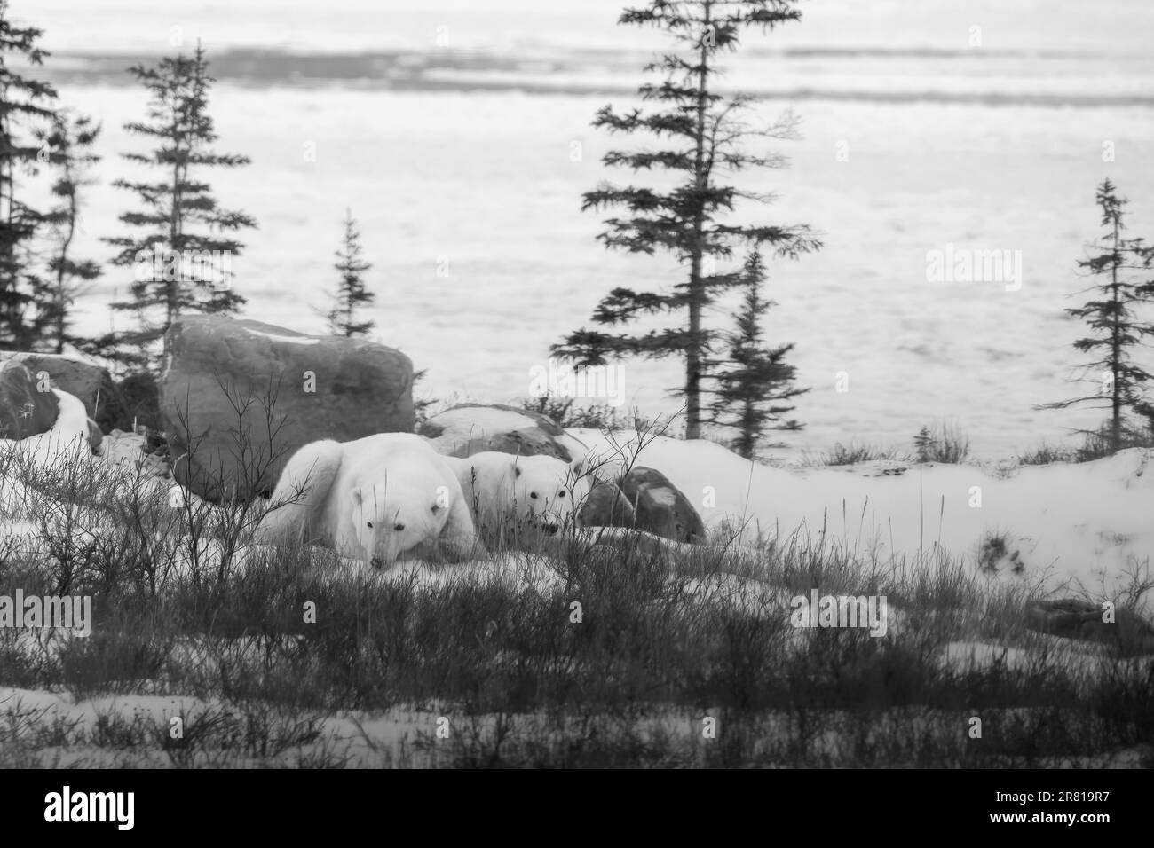 Eisbärmutter und großes Jungtier, das in den Gräsern und Weidenbüschen ruht, von einem großen Felsen, Hudson Bay, Churchill, Manitoba Stockfoto