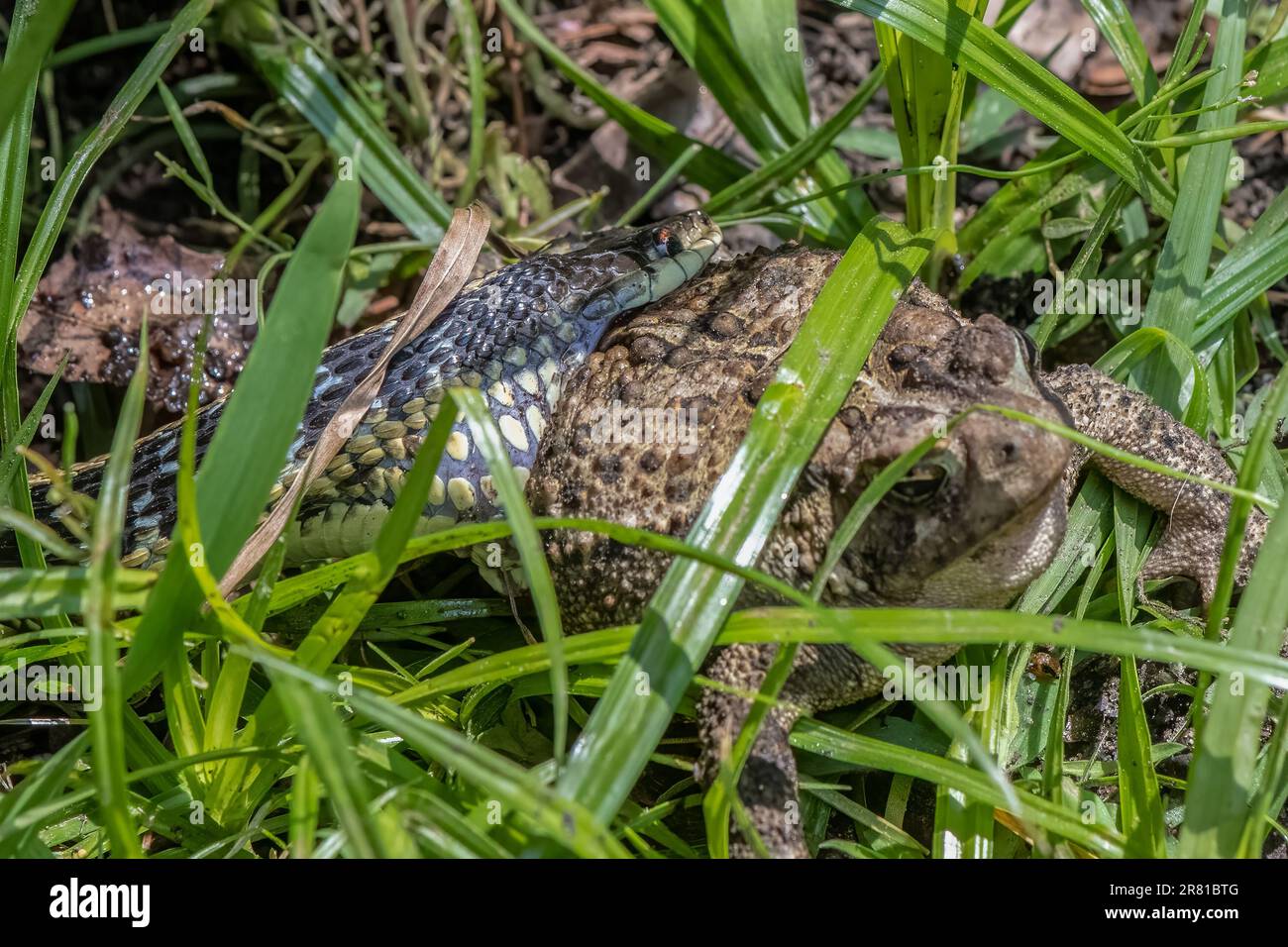 Ostschnabelschlange greift amerikanische Kröte an. Das Schlangenmaul ist deutlich über den Hinterteil der Kröte ausgedehnt. Stockfoto