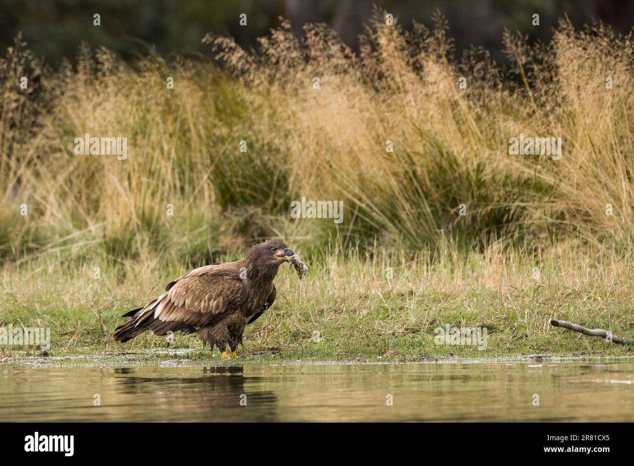 Junger Weißkopfseeadler  1 Jahr alt mit einem Stück Lachs, der vom Chilko River, BC, gesaugt wurde Stockfoto