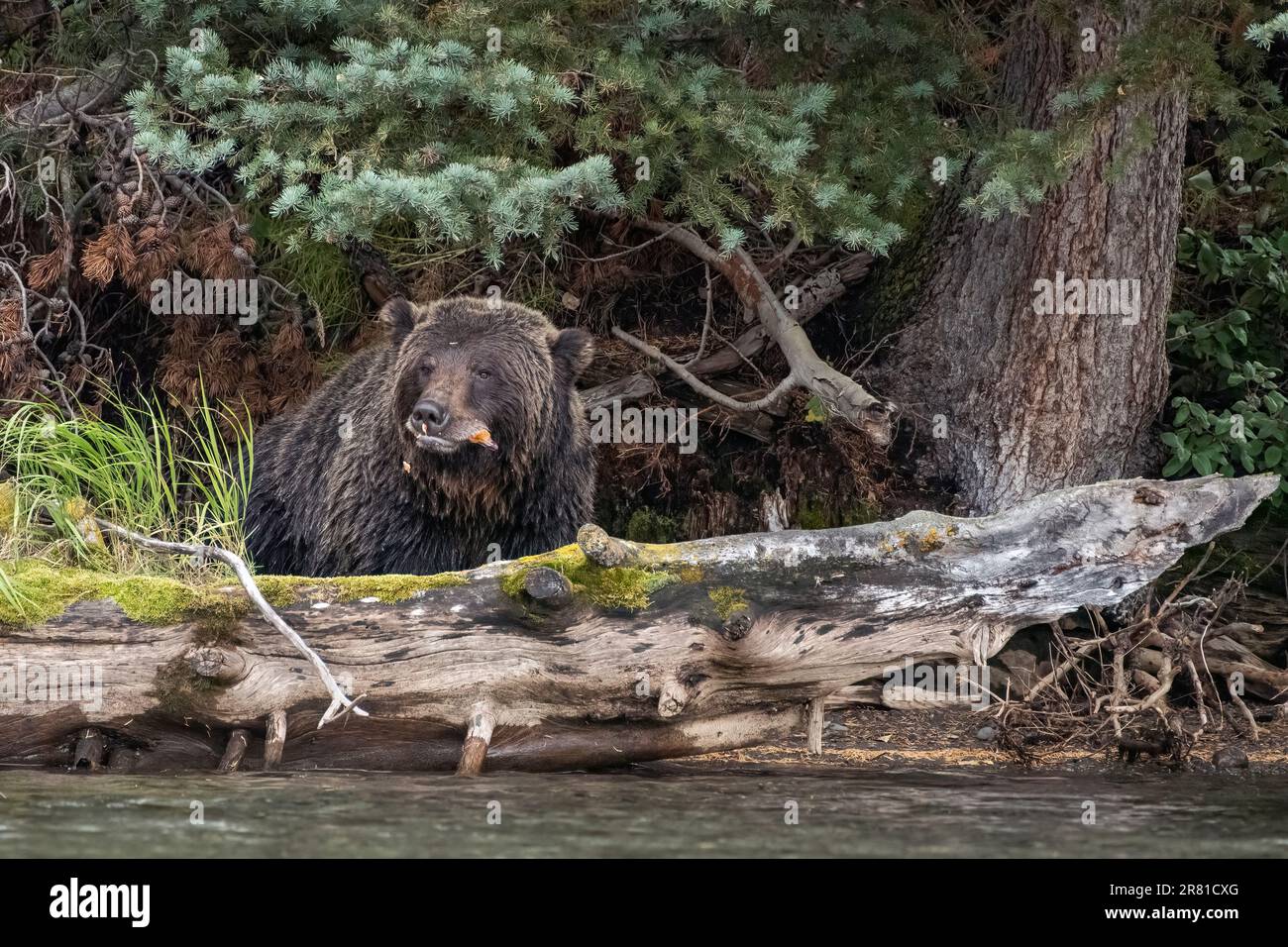 Grizzlybär im Wald, der einen Lachs am Chilko River, BC, beendet Stockfoto