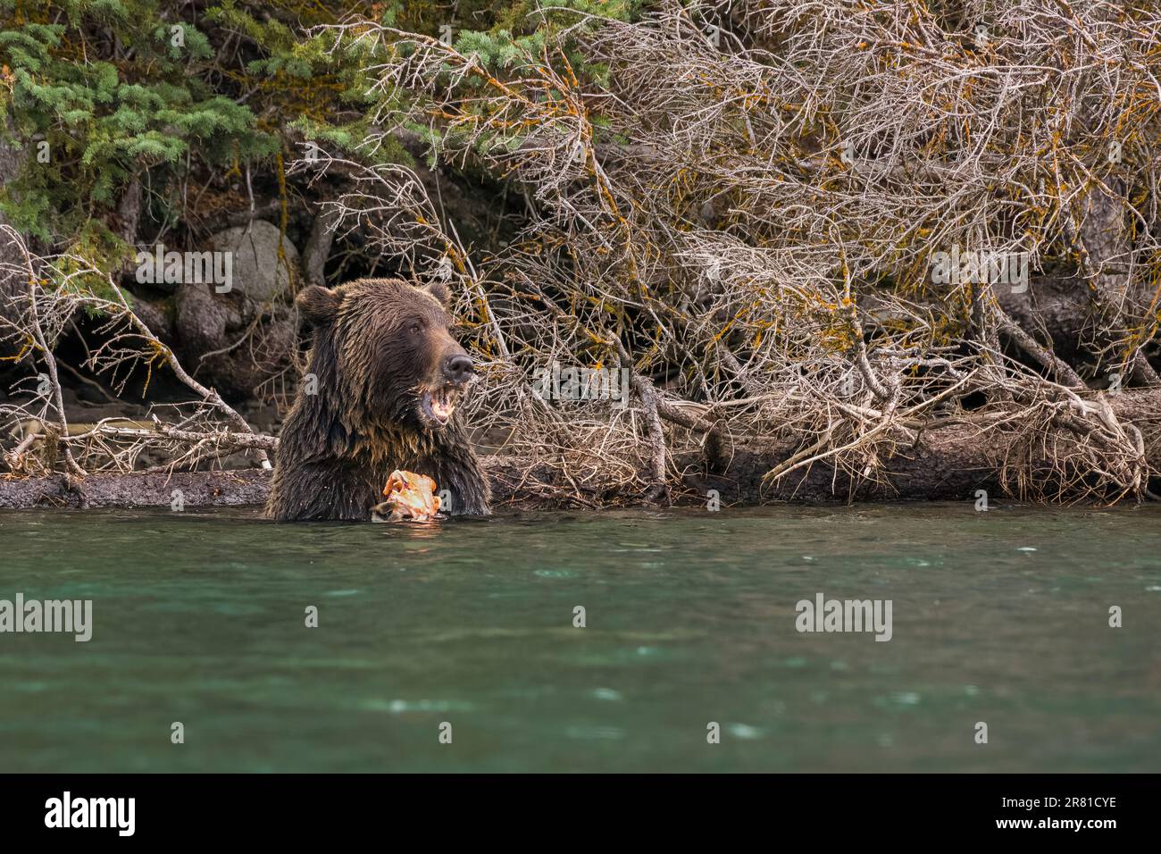 Verblüffter Grizzly mit Lachsgeschmack, Chilko River, BC Stockfoto