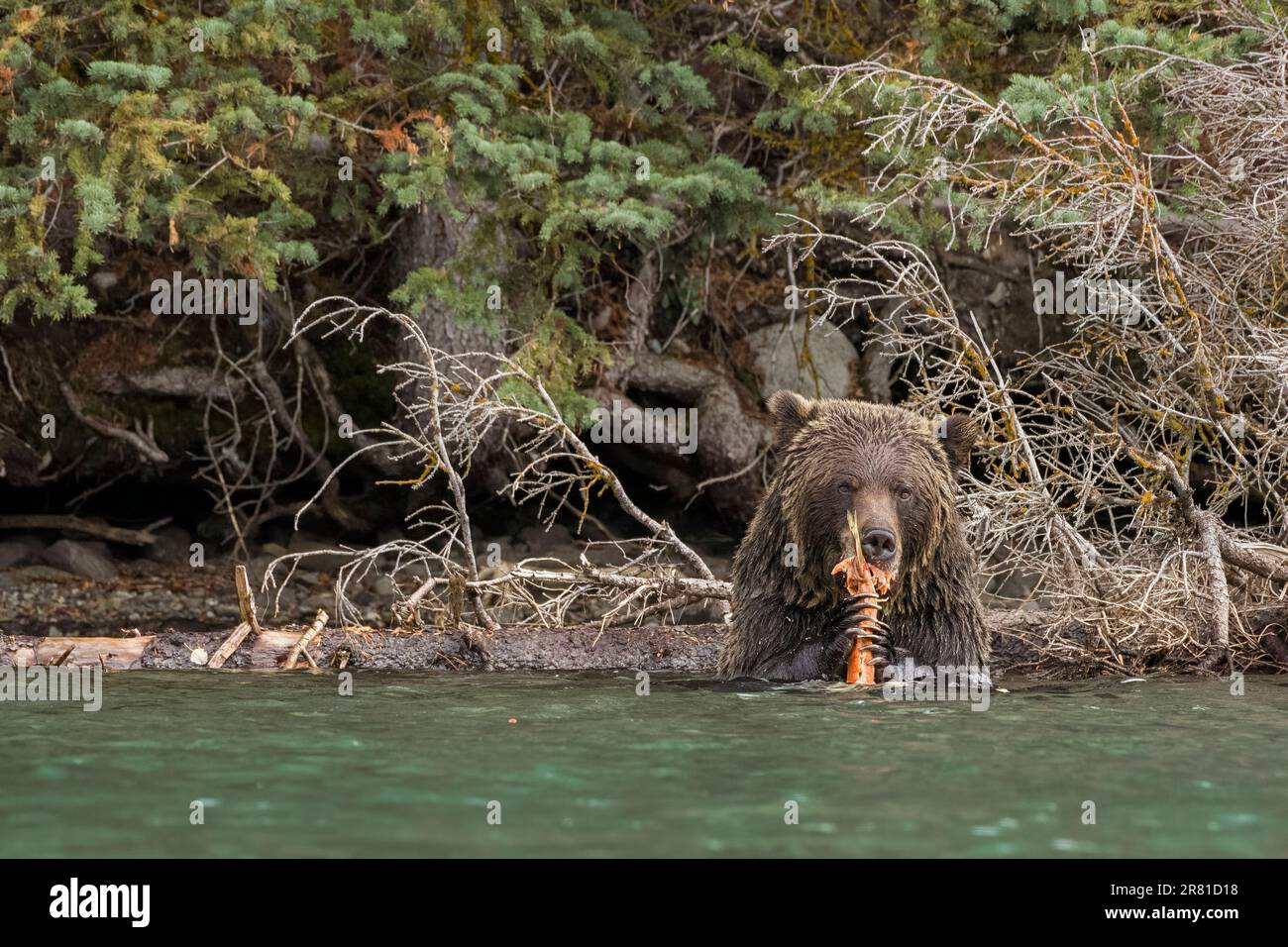 Grizzlybär hält seinen Lachs mit seinen Vorderpfoten, Chilko River; BC Stockfoto