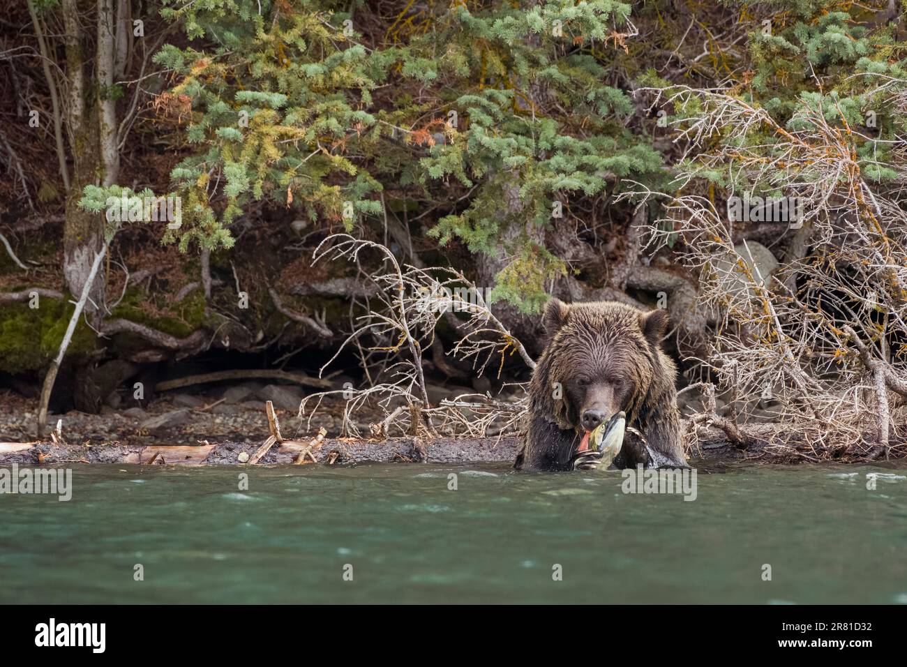Grizzlybär, der einen Lachs in den Klauen hält und beginnt zu essen, Chilko River, British Columbia Stockfoto