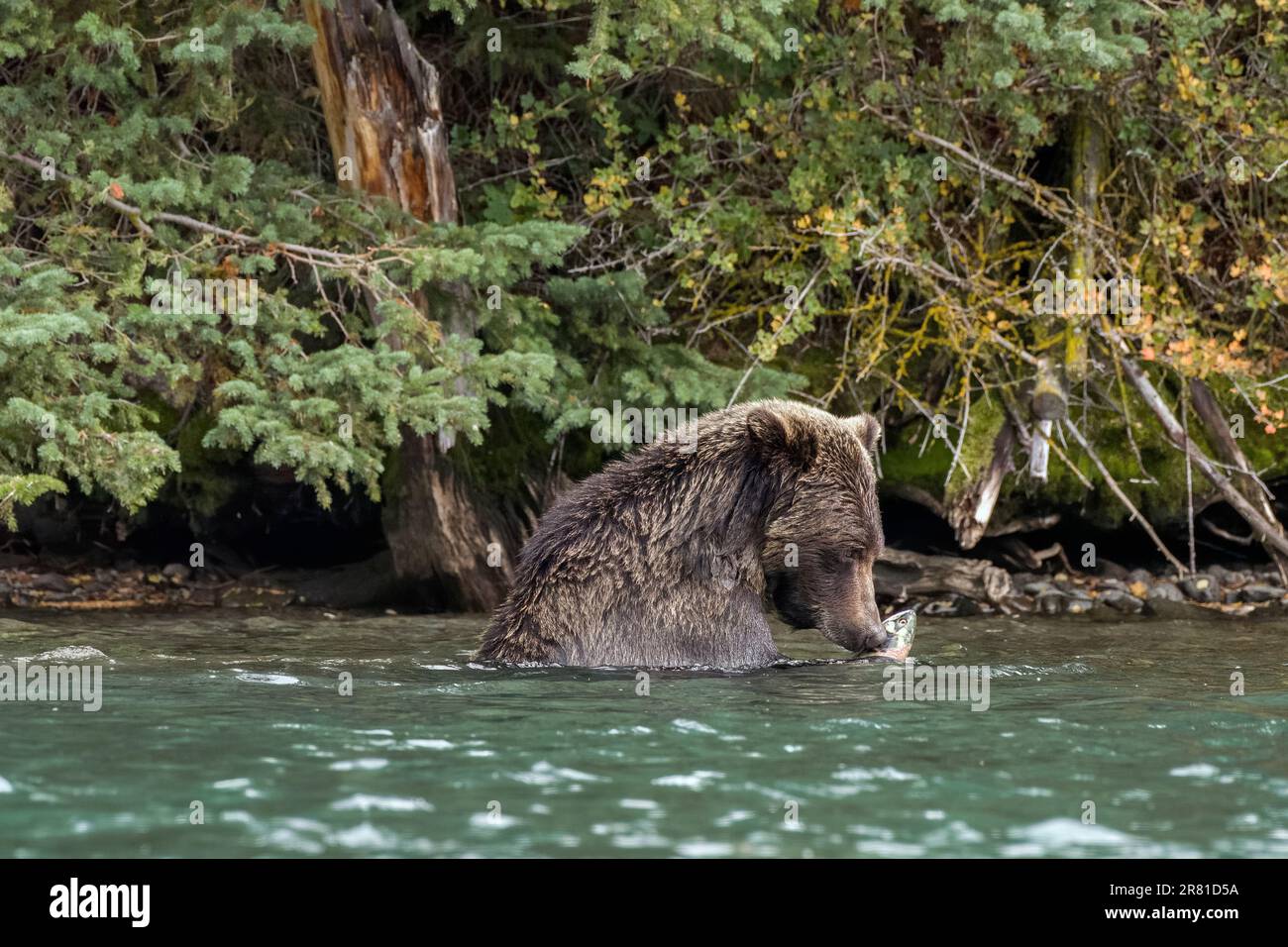 Grizzlybär mit frisch gefangenem Lachs, Chilko River, BC Stockfoto