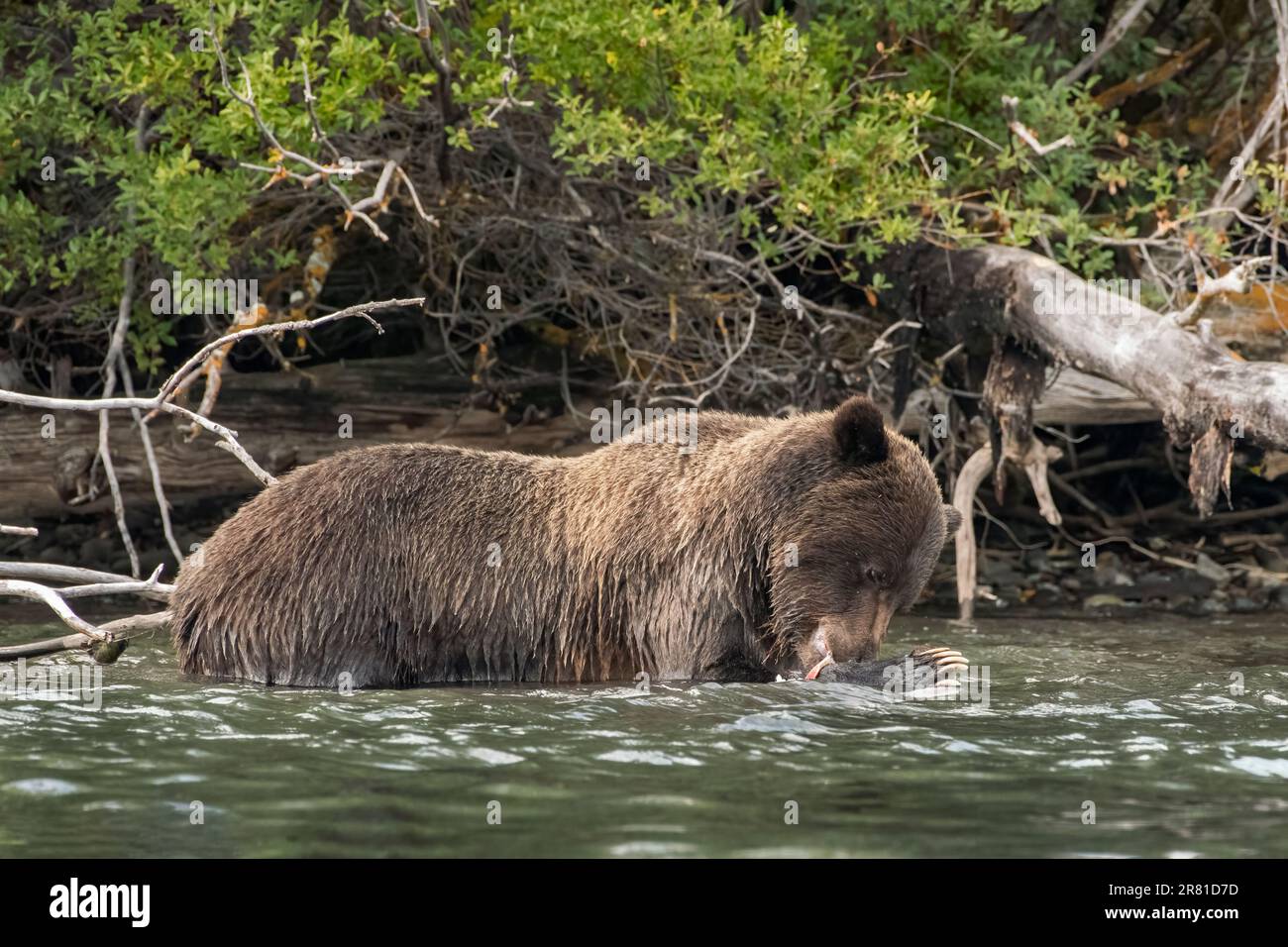 Grizzlybär isst ein bisschen Lachs mit ihren langen Klauen aus dem Wasser, Chilko River, BC Stockfoto