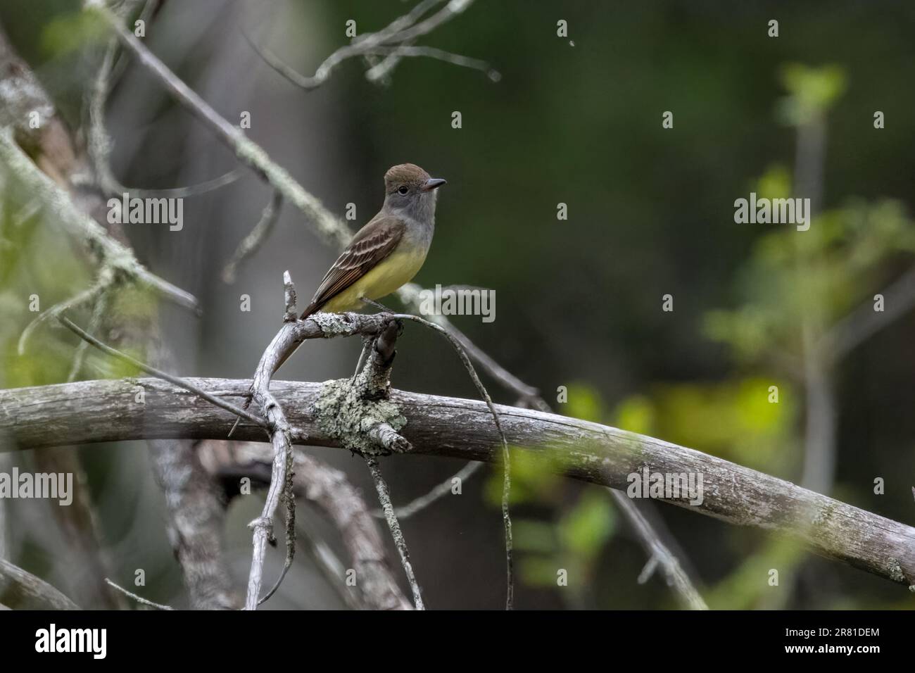 Ein großer Fliegenschnäpper auf einem Ast mit sichtbarem gelbem Bauch und Blick nach rechts vom Rahmen. Stockfoto