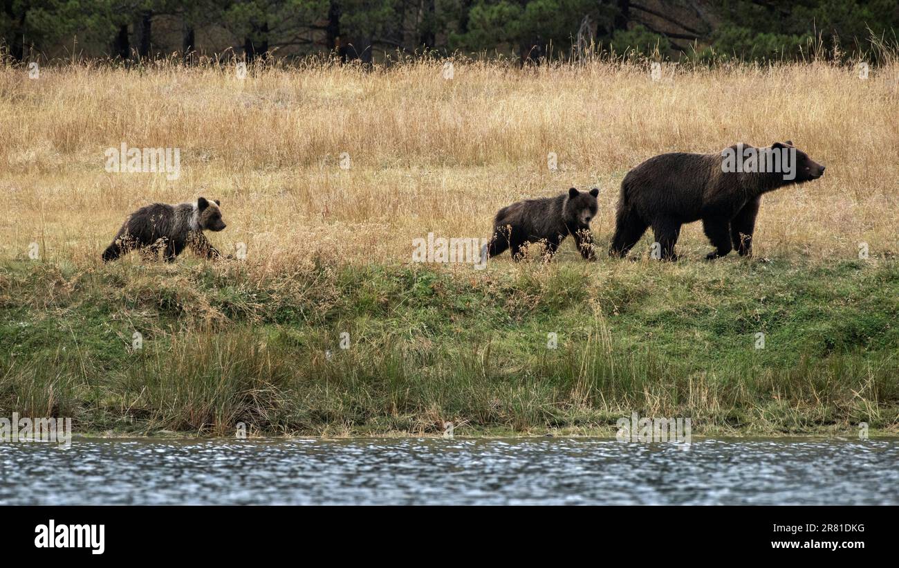 Dunkle Grizzly-Mutter und ihre zwei einjährigen Jungen im Herbstgras, Chilko River, BC Stockfoto