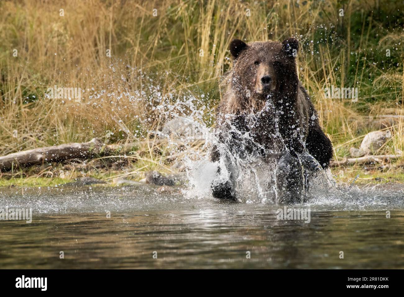 Weibliche Grizzly-Mock-Räuber stürmen durch das Wasser am Ufer des Flusses, Chilko River, BC Stockfoto