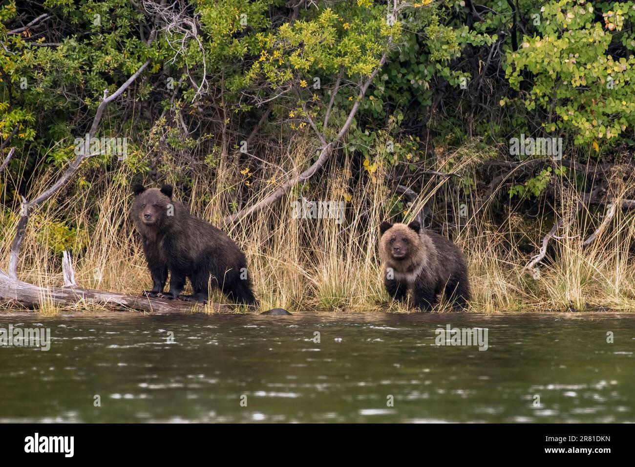 Ein Paar helles Jährlingskinder am Ufer des Chilko River, BC Stockfoto