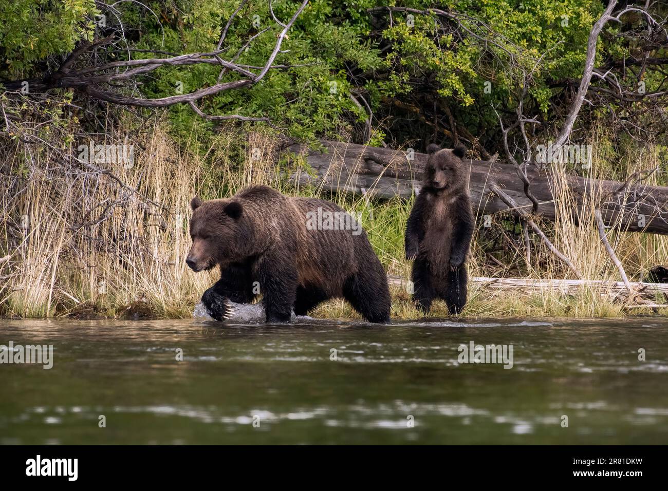 Alarmierte Mutter Grizzly und Aufzucht des Jährlingskindes, Chilko River, British Columbia Stockfoto