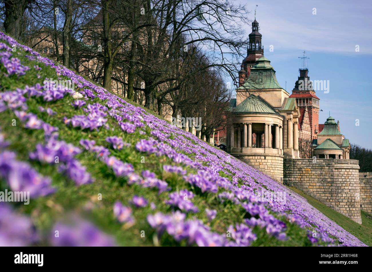 Polen, Szczecin - Polnischer Frühling, blühende Krokusse, violette Blumen im Stadtpark und in der Flugzeuggasse, wunderschöner Frühling Stockfoto