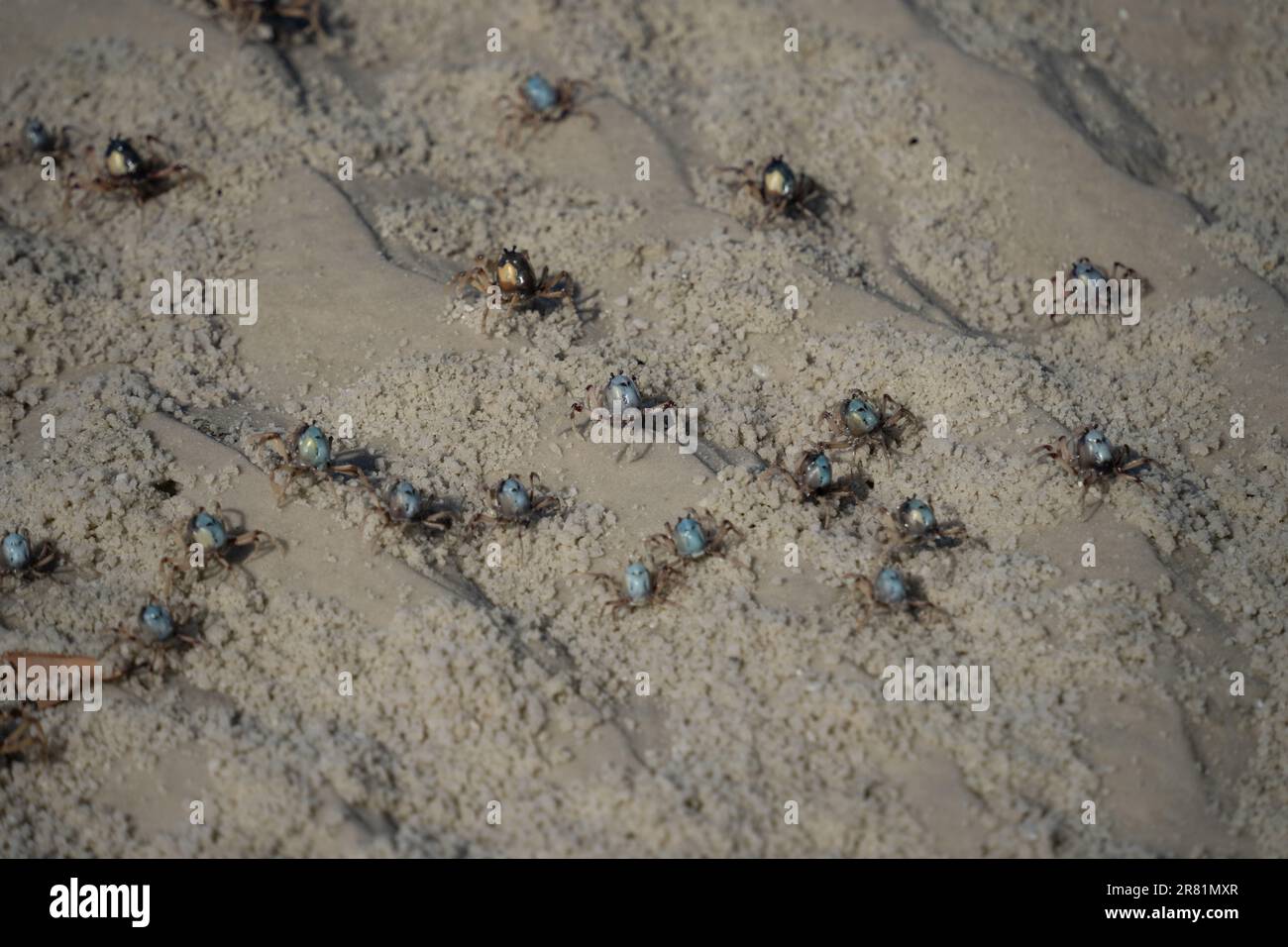 Soldier Crab aus der Nähe am Strand, Ostküste Australien Stockfoto