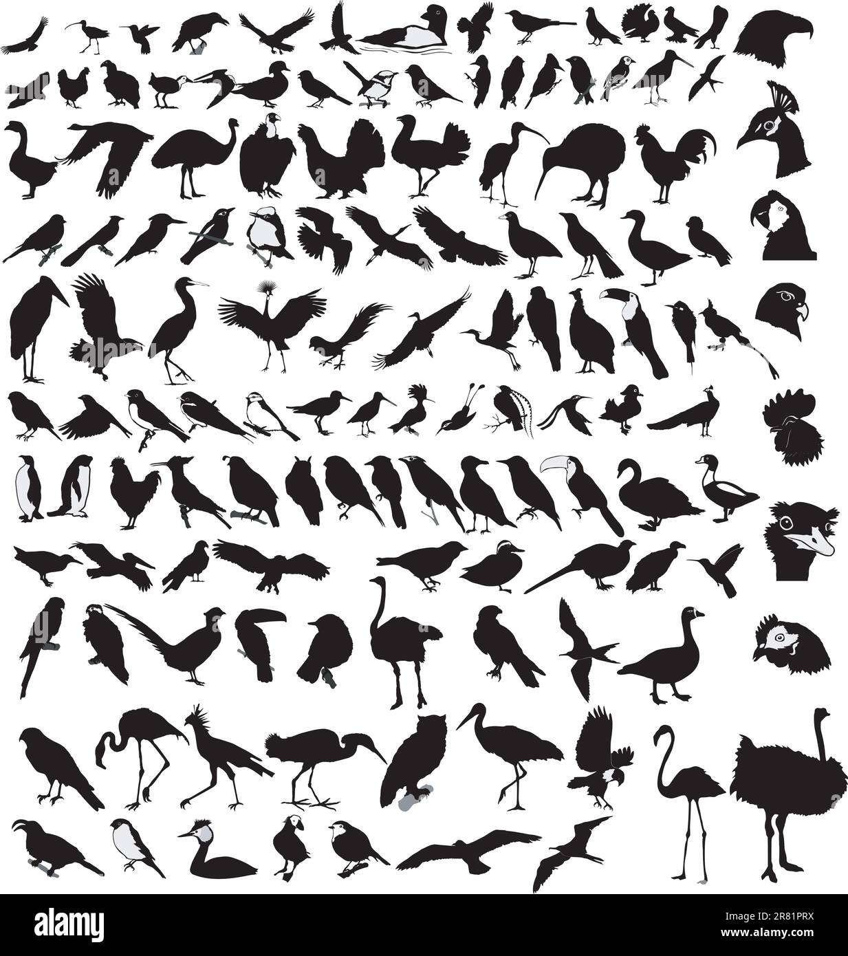 Das große Set der verschiedenen Vögel Stock Vektor