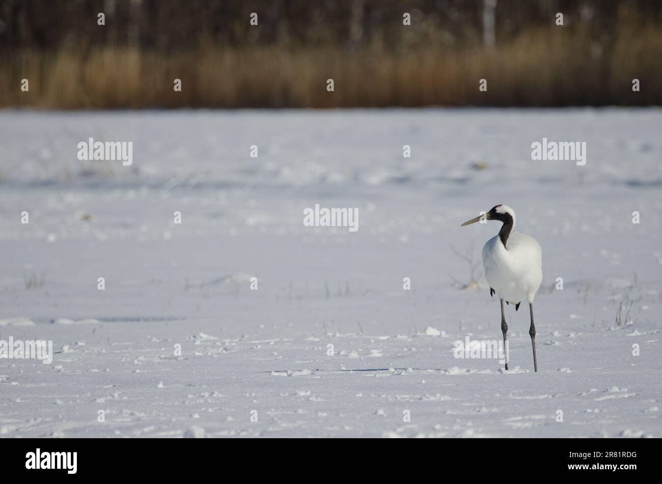 Rotkranich Grus japonensis auf einer schneebedeckten Wiese. Akan International Crane Center. Kushiro. Hokkaido. Japan. Stockfoto