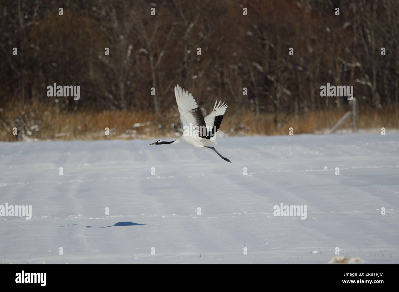 Der Rotkranich Grus japonensis fliegt über eine schneebedeckte Wiese. Akan International Crane Center. Kushiro. Hokkaido. Japan. Stockfoto