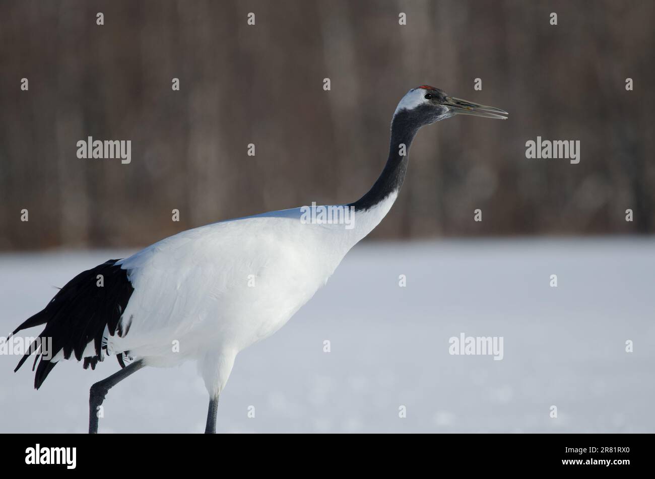 Rotkranich Grus japonensis. Akan International Crane Center. Kushiro. Hokkaido. Japan. Stockfoto